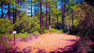 Αθλητικό Μονοπάτι Κοιλάδας Pinewood