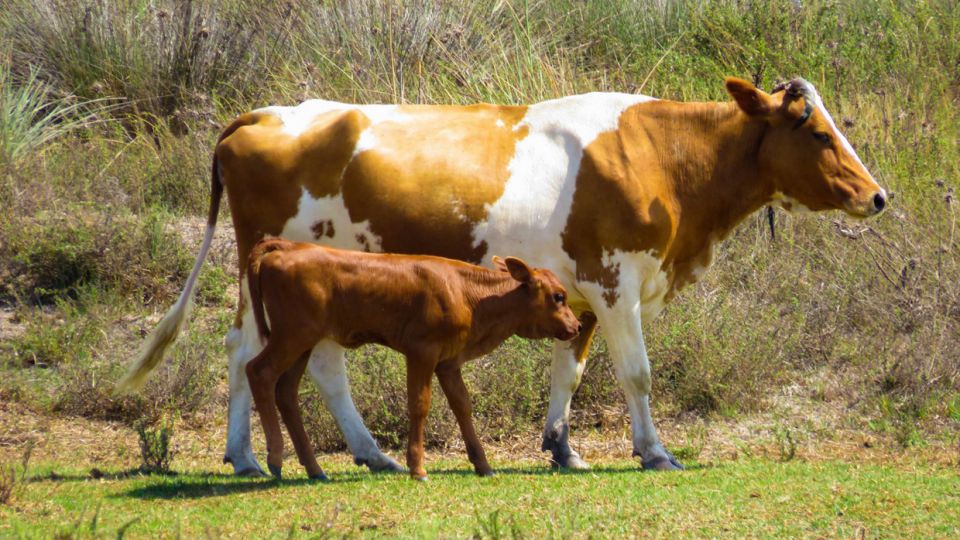 Αγελάδα με το μοσχάρι της στον υγροβιότοπο Λιβάδι Ακρωτηρίου ζουν σε κατάσταση ημι-αιχμαλωσίας