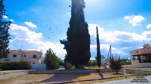 Το Κυπαρίσσι του Φράγκου - Νήσου
