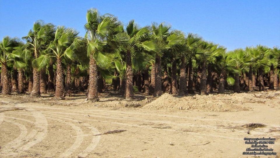 A small forest of palms on the beach of Mazotos