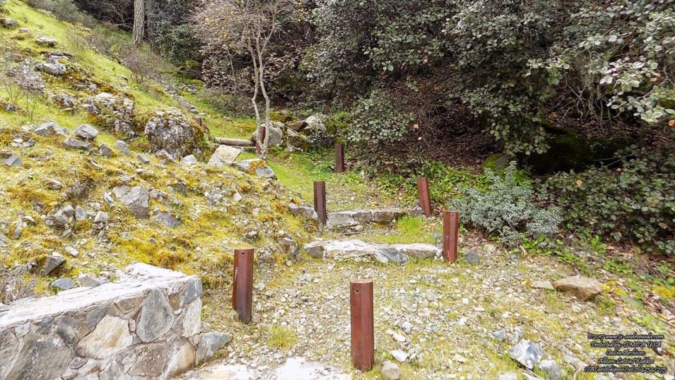 Το Εθνικό Δέντρο της Κύπρου η Λατζιά, με το χρυσοπράσινο φύλλωμα της