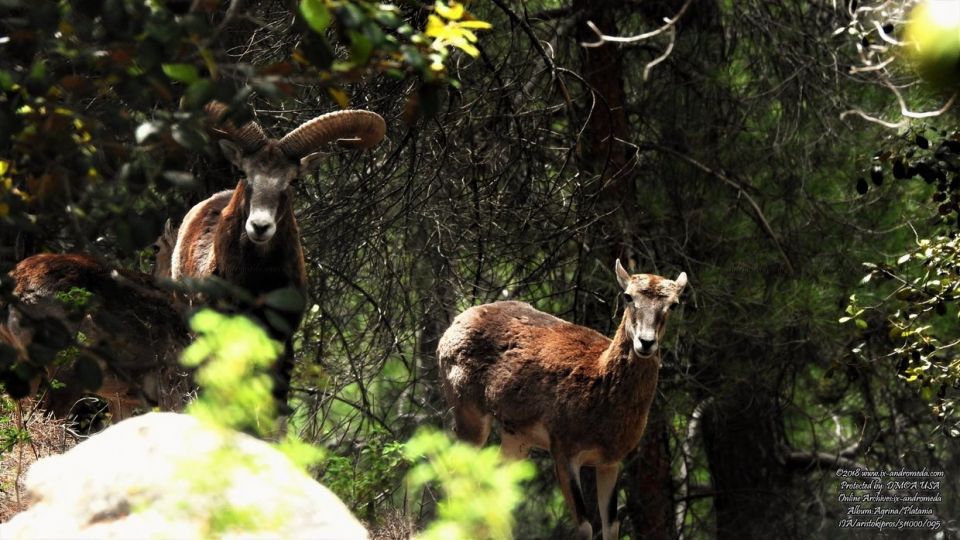 Αρσενικά και θηλυκά άτομα Αγρινού στον περιφραγμένο χώρο Πλατανιών