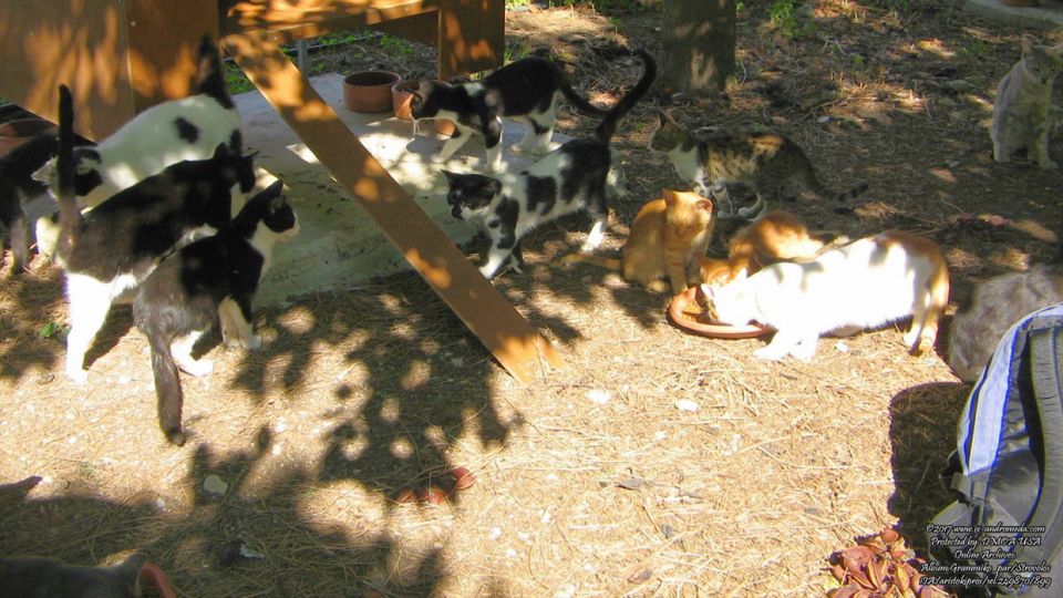 The cat shelter in the Linear Park of Strovolos