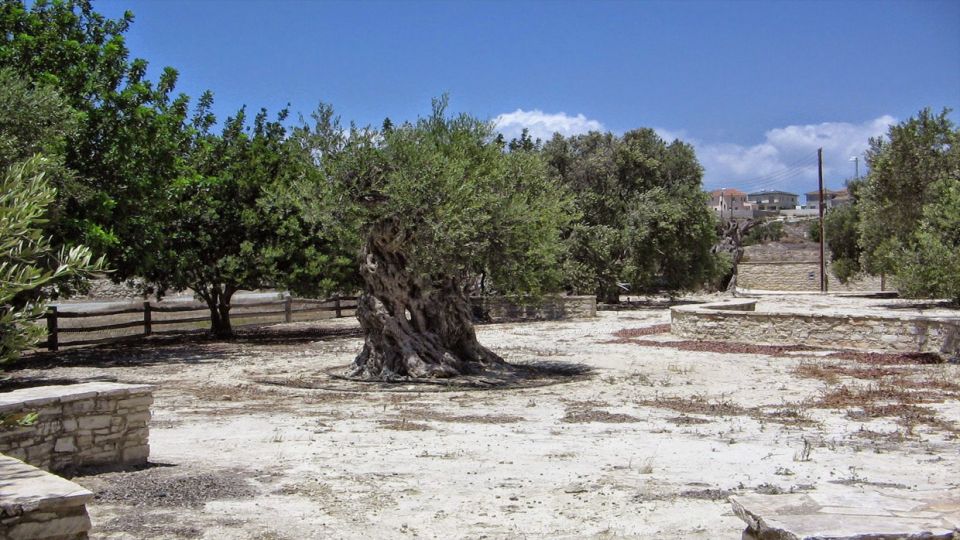 The perennial olive trees are protected in the park of natural vegetation