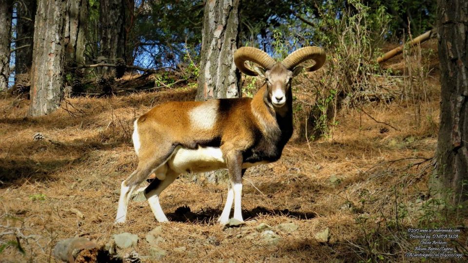 Yes, the Cypriot Mouflon is the “King” of the island’s forests