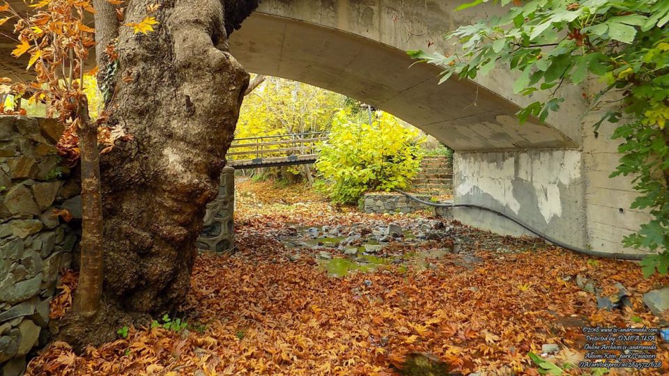 Φθινόπωρο στο κοινοτικό πάρκο Παλαιχωρίου και οι Πλάτανοι το "ζωγραφίζουν" με τα κιτρινισμένα φύλλα τους 